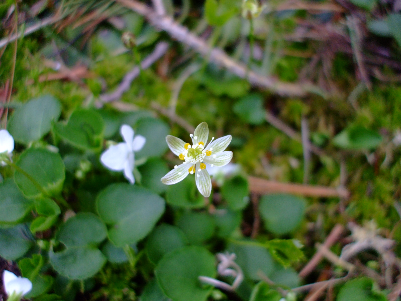 Coptis trifolia